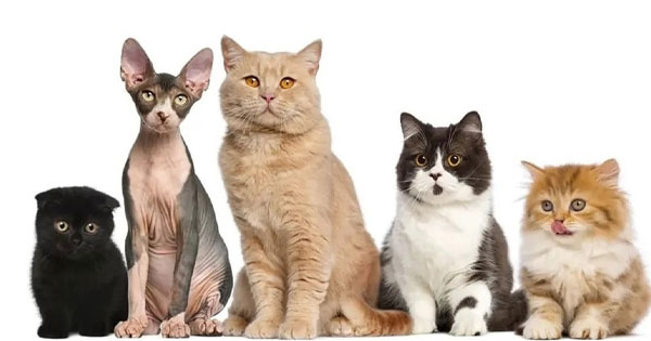 CATS