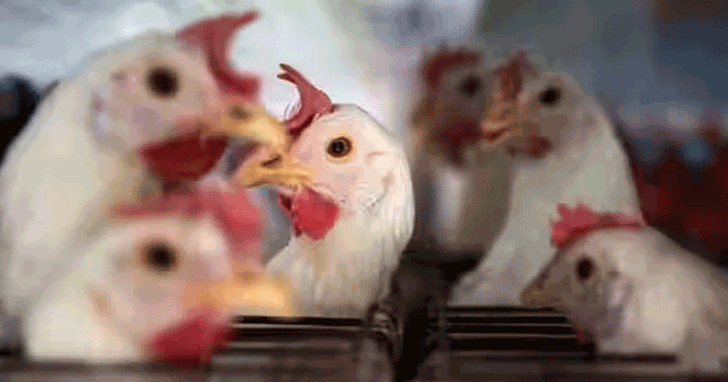 chicken