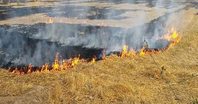 شجاع آباد،گندم کی تیارفصل کو نامعلوم افراد نے آگ لگادی ،لاکھوں روپے کی فصل جل کر خاکستر