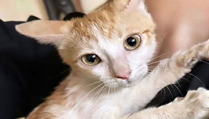 cat cat