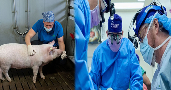 PIG-KIDNY-IN-HUMAN