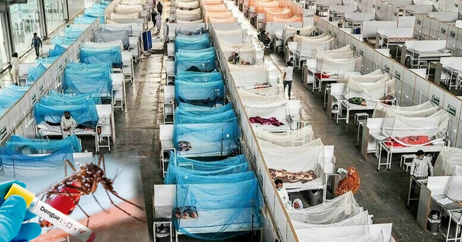 dengue2