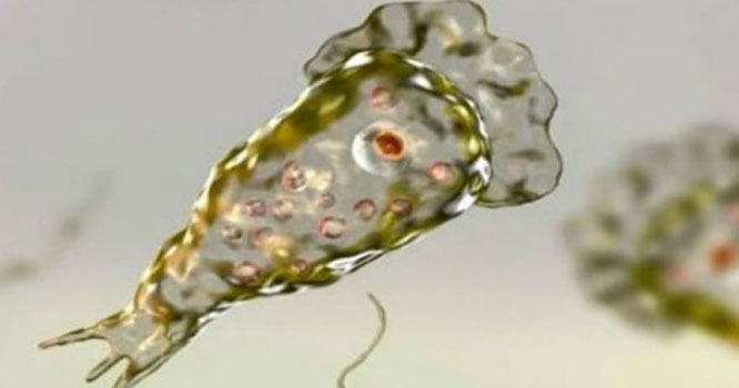 NEGLARIA NEGLARIA