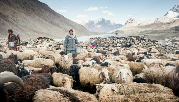 impressive-lady-pakistan