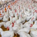 چکن، مٹن اور بیف کی سرکاری قیمتیں جاری،عوام پریشان