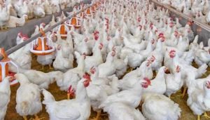 چکن، مٹن اور بیف کی سرکاری قیمتیں جاری،عوام پریشان