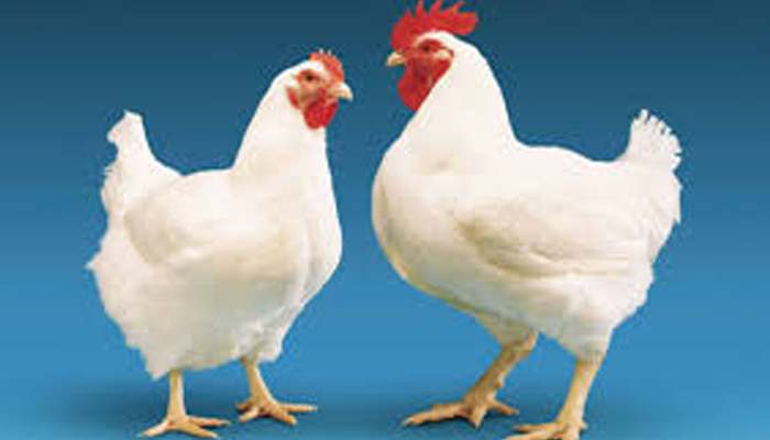 CHICKEN-PRICE CHICKEN-PRICE