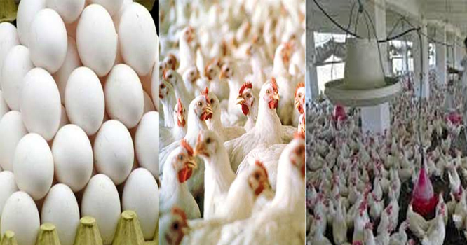 Hen