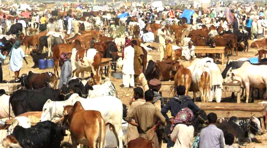 Livestock markets