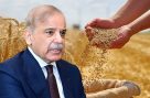 گندم کی نئی قیمت کیا ہوگی؟ وزیراعظم شہباز شریف کا اہم اعلان