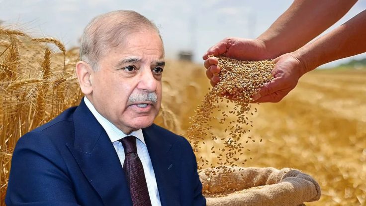 گندم کی نئی قیمت کیا ہوگی؟ وزیراعظم شہباز شریف کا اہم اعلان