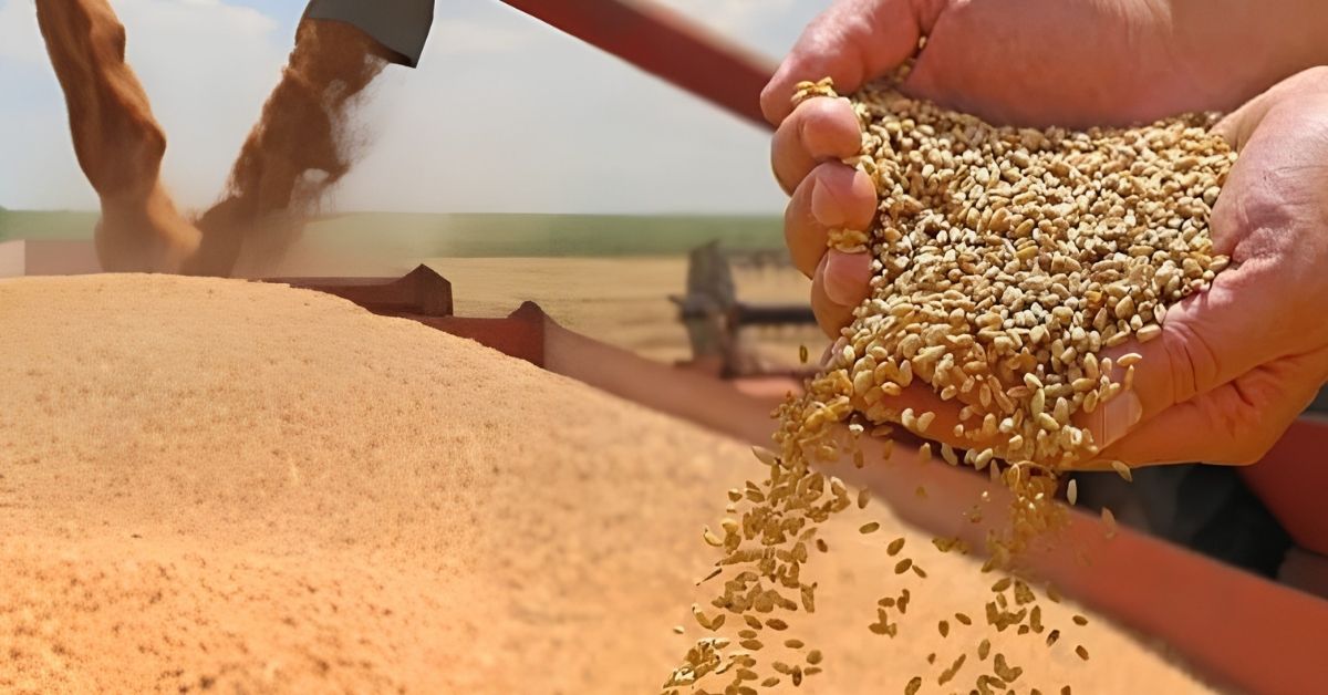 سندھ گندم سبسڈی اسکیم کا اعلان، فلار ملز کو رعایتی گندم ملے گی