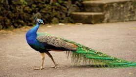 pecock