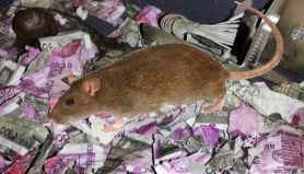rat